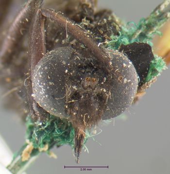 Media type: image;   Entomology 10660 Aspect: head frontal view